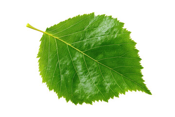 Fototapeta premium Close-up of a vibrant green leaf with textured surface and jagged edges, isolated on black
