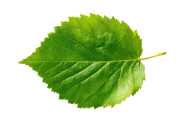 A single, vibrant green leaf with a serrated edge, veins, and a small stem on a black background