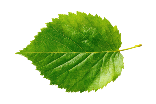 A single, vibrant green leaf with a serrated edge, veins, and a small stem on a black background