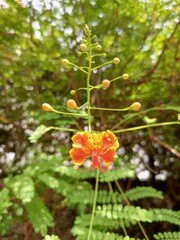 Closeup of a vibrant flamboyant flower in bloom against a lush green backdrop