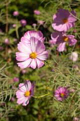 Fototapeta premium Pink, purple, and white cosmos flowers bloom gracefully in the breeze, symbolizing peace and the gentle beauty of nature.