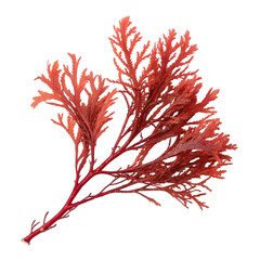 A vibrant red seaweed branch isolated on transparent background, showcasing intricate details of its fronds and stem