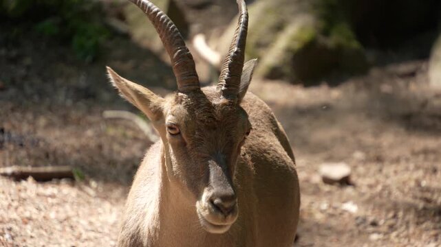 Close up of a ibex head searching and looking  in the forest ona sunny spring day