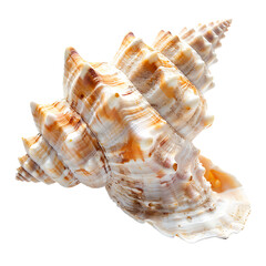 Fototapeta premium PNG file A stunning detailed seashell, showcasing its intricate patterns and form on transparent background PNG, easy to use.