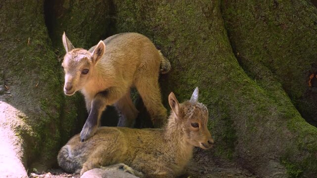 Close up of a baby ibex, ram fawn moving around rocks in the forest on a sunny springtime day