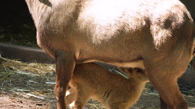 Close up of a baby ibex, ram fawn drinking from his mother in the forest on a sunny springtime day
