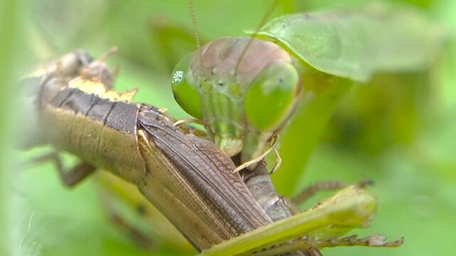 한국,곤충,사마귀,Korea, Insects, Warts
