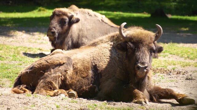 Close up Bison on a meadow, resting on a sunny day in summertime