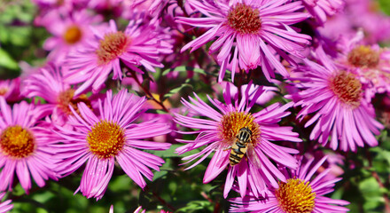 Hoverfly pollinating purple aster flowers in autumn garden, collecting nectar on blooming petals © OLAYOLA