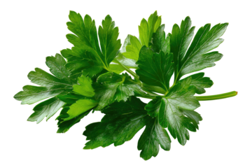 Close-up of vibrant, fresh, green leafy herb against a stark, black background, showing detailed texture