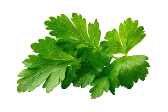 A sprig of vibrant green parsley, leaves intricately shaped, with a dark background