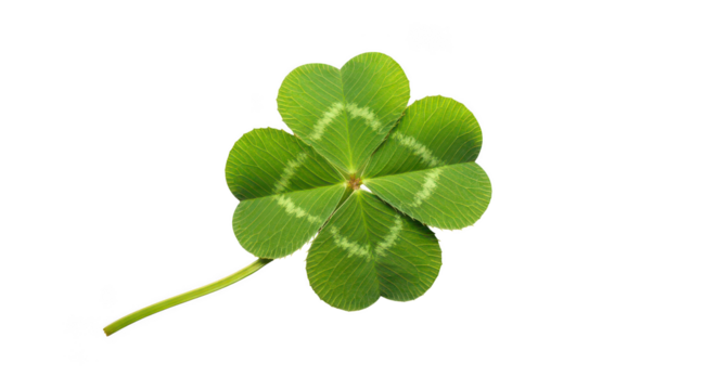 Fourleaf Clover On Black Background Symbol Of Good Luck