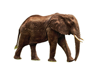 Obraz premium elephant isolated on white, single elephant transparent, big elephant