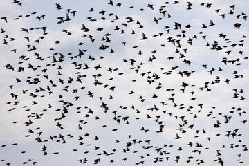 Starenschwarm