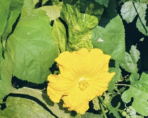 grunge floral background