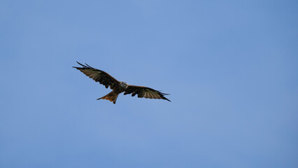 Rotmilan im Himmel