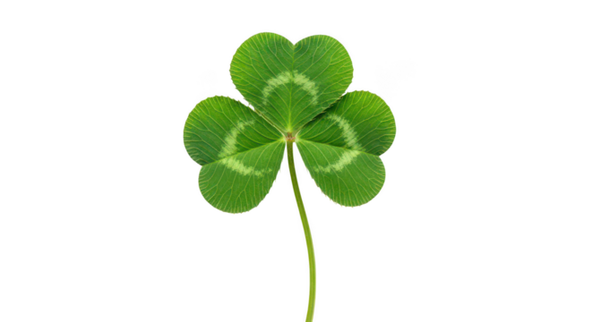 Fresh Green Threeleaf Clover Isolated On Black Background