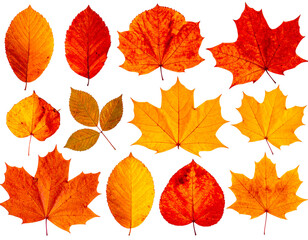 Fall Leaves PNG – Decorative Autumn Foliage on Clean White for Graphic Use