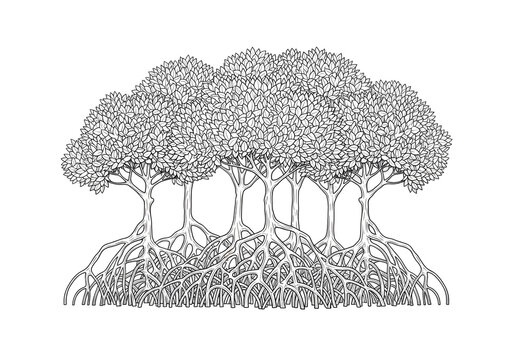 Detailed black and white line art illustration of a mangrove forest with intricate roots and dense foliage, perfect for nature, environment, or botanical design projects and educational