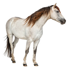 Obraz premium A white horse standing on a transparent background