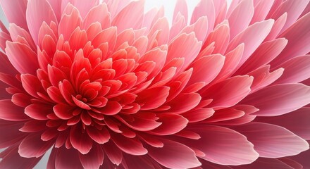 Macro presentation of soft pink dahlia with intricate petal arrangements