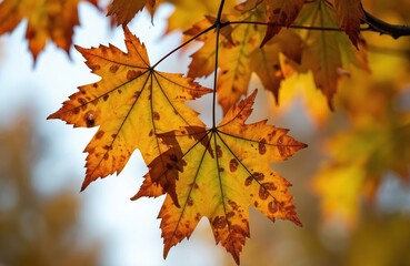 Fototapeta premium Maple leaves are yellow and orange. Leaves have brown spots likely due to fungal disease. The background is blurred, its warm autumnal. Leaves affected by blight or other leaf spot disease.