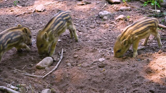 Close up of A litter of wild piglets s fighting each other in dirt on a sunny spring day