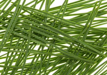 Close-Up of Crisscrossed Green Pine Needles
