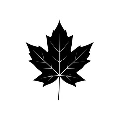 Naklejka premium maple leaf isolated on white