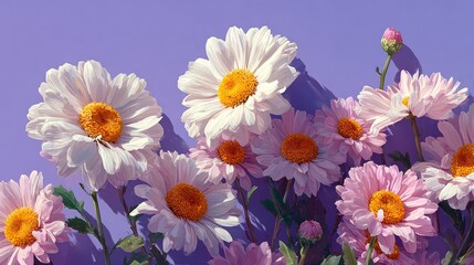 Fototapeta premium Vibrant White and Pink Daisy Flowers on Purple Background with Sunlight Shadows