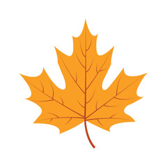 Yellow autumn maple leaf.