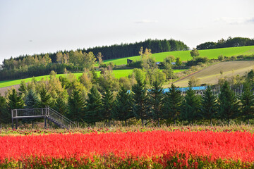 北海道美瑛の風景
