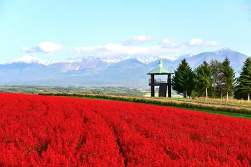 Fotobehang Rood 北海道美瑛の風景  © SHINJI