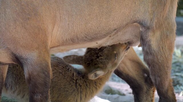 Close up of a baby ibex, ram fawn drinking from his mother in the forest on a sunny springtime day