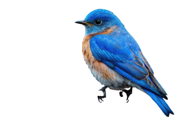 A striking Eastern Bluebird perched against a solid black backdrop, showcasing vivid plumage