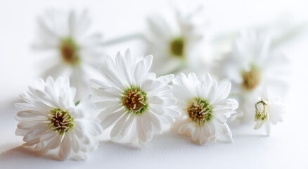 Fototapeta premium A delicate close-up captures the purity and simplicity of white daisies in a serene, natural setting. ..Created with Generative AI, not depicting real subjects.