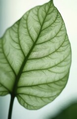 Obraz premium Macro view of textured green leaf with prominent veins showing light translucence. Organic natural detail, close-up plant structure, garden flora close up.