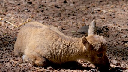 Close up of a baby ibex, ram fawn moving around rocks in the forest on a sunny springtime day