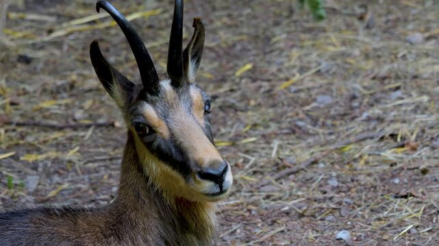 Close up of a chamoy head searching and looking  in the forest ona sunny spring day