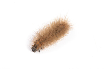 brown hairy caterpillar isolated on white background