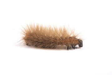 brown hairy caterpillar isolated on white background