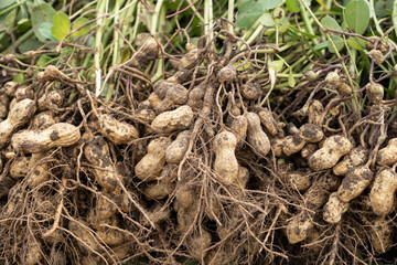 fresh harvested peanuts with roots in a field. harvest of peanut plants.