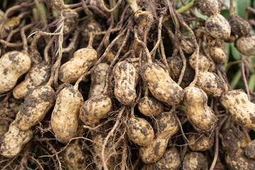 fresh harvested peanuts with roots in a field. harvest of peanut plants.