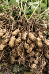 fresh harvested peanuts with roots in a field. harvest of peanut plants.