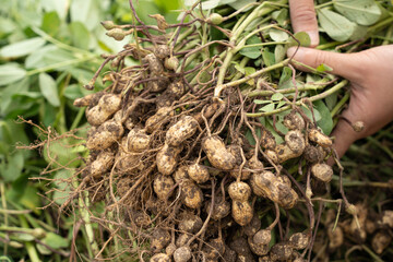 hand holding fresh harvested peanuts with roots, harvest of peanut plants.