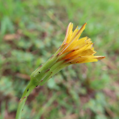日本で秋にブタナが黄色い花を咲かせています