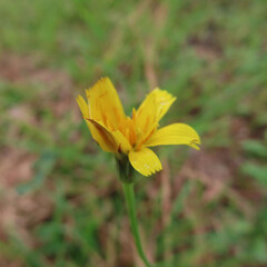 日本で秋にブタナが黄色い花を咲かせています