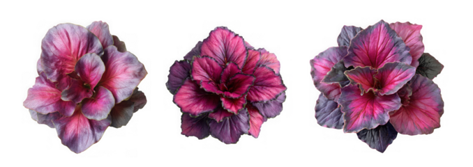 Three vibrant ornamental cabbage heads with striking pink and purple variegated leaves, isolated on a clean transparent background, showcasing their rosette form
