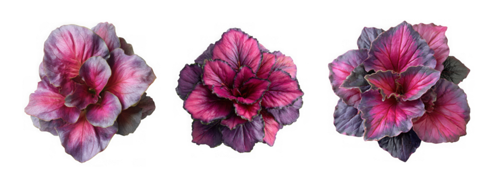 Three vibrant ornamental cabbage heads with striking pink and purple variegated leaves, isolated on a clean transparent background, showcasing their rosette form
