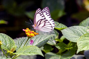 White Butterfly Perched on Orange Lantana Flower in a Lush Green Garden Setting